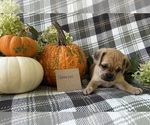 Puppy Tinkerbell Puggle