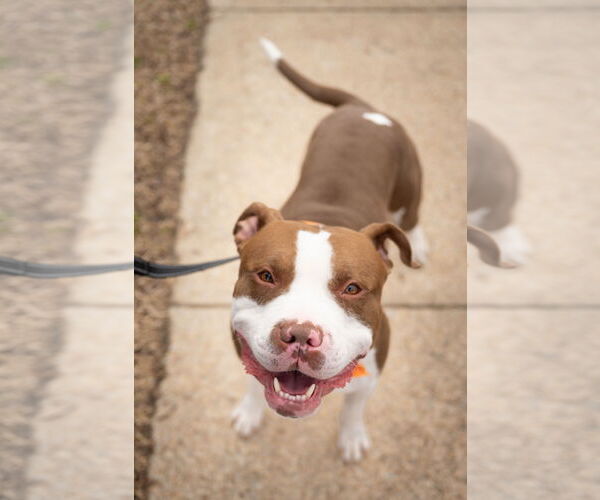 Medium Photo #4 Mutt Puppy For Sale in Alexandria, VA, USA