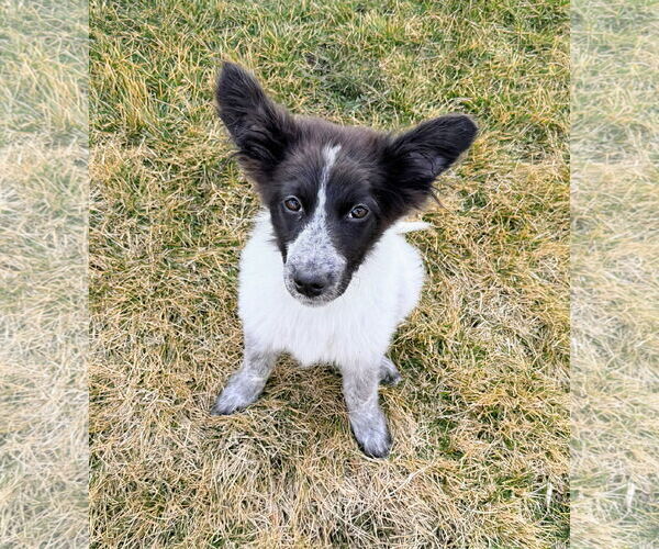 Medium Photo #2 Collie-Unknown Mix Puppy For Sale in Sandy, UT, USA