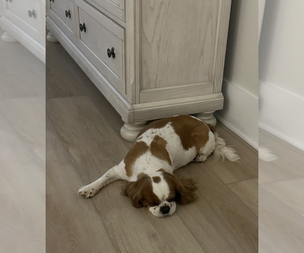 Medium Photo #1 Cavalier King Charles Spaniel Puppy For Sale in LOGANVILLE, GA, USA