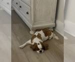 Small Photo #1 Cavalier King Charles Spaniel Puppy For Sale in LOGANVILLE, GA, USA
