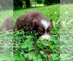 Puppy Red female Miniature Australian Shepherd