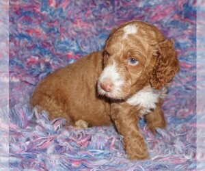 Miniature Labradoodle Puppy for sale in LA HABRA, CA, USA