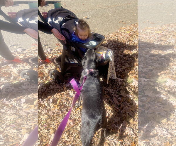 Medium Photo #18 Boxer-Unknown Mix Puppy For Sale in Mount Laurel, NJ, USA