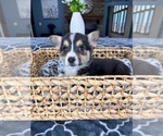 Small Photo #3 Pembroke Welsh Corgi Puppy For Sale in GREENFIELD, IN, USA