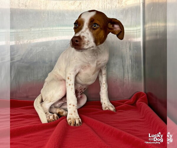 Medium Photo #2 Lab-Pointer Puppy For Sale in Washington, DC, USA