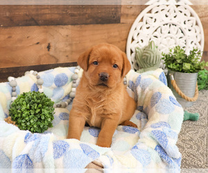 Labrador Retriever Puppy for sale in SYRACUSE, IN, USA