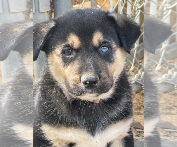 Medium Photo #6 Gerberian Shepsky Puppy For Sale in Corona, CA, USA