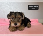 Small #3 Morkie