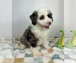 Small #4 Miniature Bernedoodle