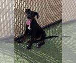 Small #1 German Shepherd Dog Mix