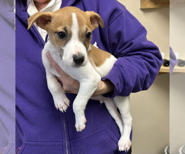 Medium Photo #1 Feist Terrier-Jack Russell Terrier Mix Puppy For Sale in Batavia, OH, USA