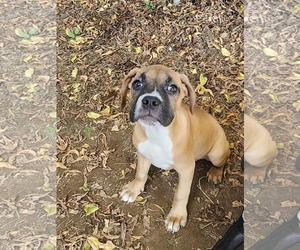 Boxer-Unknown Mix Dogs for adoption in SHERBURNE, NY, USA