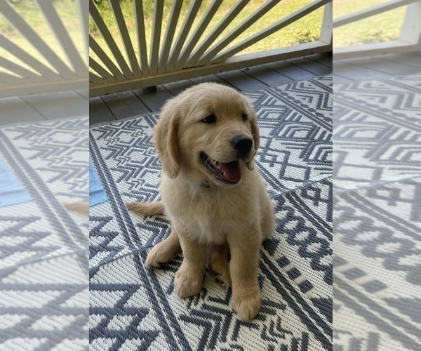 Medium Photo #21 Golden Retriever Puppy For Sale in FAIR PLAY, SC, USA