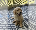 Small #20 Golden Retriever