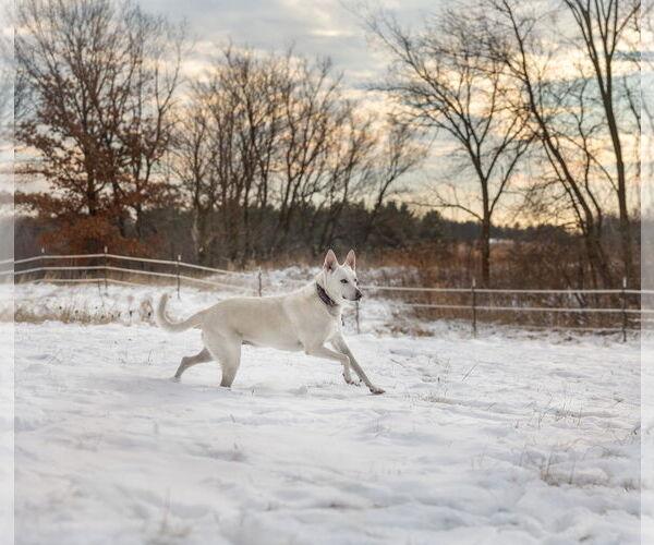 Medium Photo #8 Mutt Puppy For Sale in Princeton, MN, USA