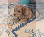 Puppy Chex Aussie-Poo