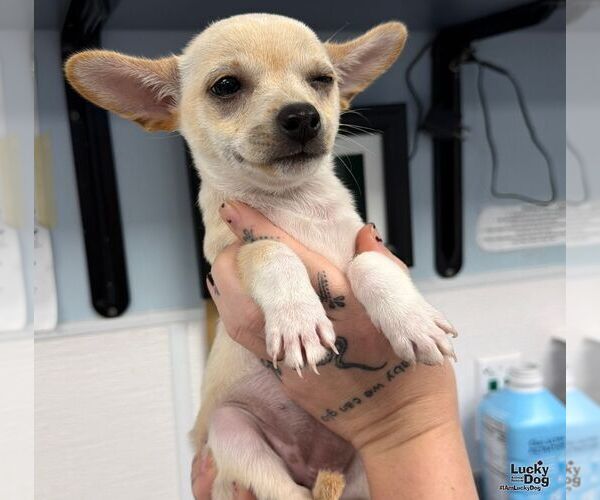 Medium Photo #2 Chihuahua-Unknown Mix Puppy For Sale in Washington, DC, USA