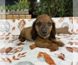 Dachshund Puppy for sale in GREENFIELD, IN, USA