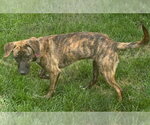 Small #6 Labrador Retriever Mix