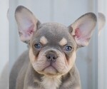Small Photo #4 French Bulldog Puppy For Sale in QUARRYVILLE, PA, USA