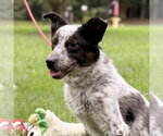 Small Mutt