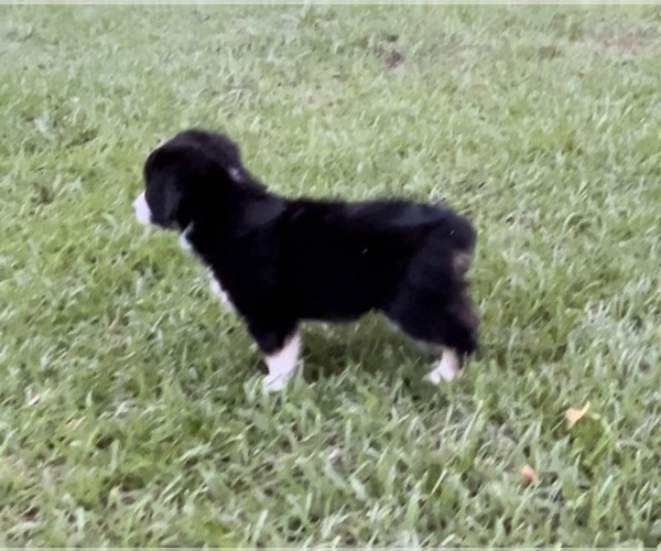 Medium Photo #19 Miniature Australian Shepherd Puppy For Sale in E LAURINBURG, NC, USA