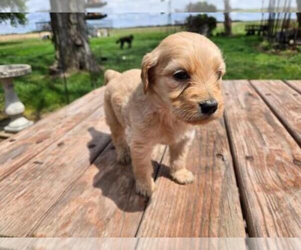 Medium Photo #5 Goldendoodle Puppy For Sale in LEON, KS, USA