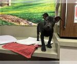Small American Pit Bull Terrier Mix