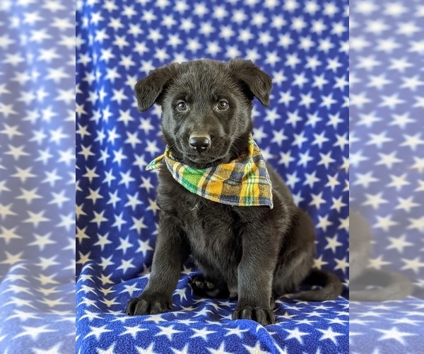 Medium Photo #1 German Shepherd Dog Puppy For Sale in LINCOLN UNIVERSITY, PA, USA