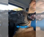 Litter of 6 - Male(s) and Female(s) Belgian MalinoisLitter of Puppies for Sale - Photo #18
