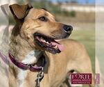 Small #2 German Shepherd Dog-Rhodesian Ridgeback Mix