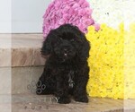 Small #1 Cavapoo