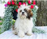 Small #6 Shih Tzu