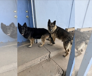 Father of the German Shepherd Dog puppies born on 06/20/2025