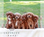 Dove - Female Cavapoo (Miniature) Puppy for Sale - Photo #2