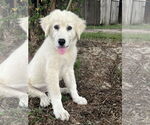 Small #7 Great Pyrenees