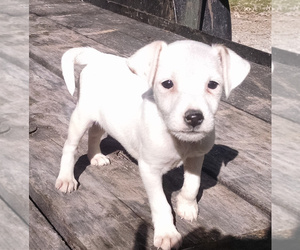 Jack Russell Terrier Puppy for sale in LIBERTY, KY, USA