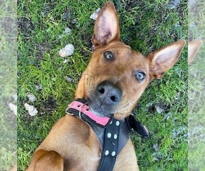 Pharaoh Hound-Unknown Mix Dogs for adoption in San Juan Capistrano, CA, USA