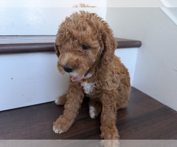 Medium Photo #22 Labradoodle Puppy For Sale in THOUSAND OAKS, CA, USA