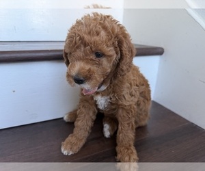 Medium Labradoodle