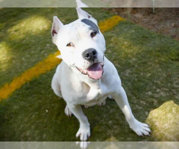 Medium Photo #2 American Pit Bull Terrier-Unknown Mix Puppy For Sale in Tallahassee, FL, USA