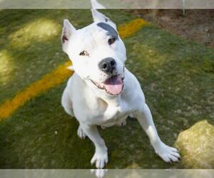 CASSIE - Female American Pit Bull Terrier-Unknown Mix Dog for Adoption - Photo #2