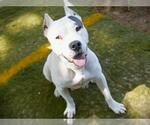Small Photo #2 American Pit Bull Terrier-Unknown Mix Puppy For Sale in Tallahassee, FL, USA