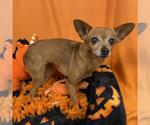 A615514 - Female Chihuahua Dog for Adoption - Small photo