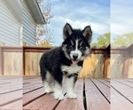 Small Photo #3 Siberian Husky Puppy For Sale in KANSAS CITY, MO, USA