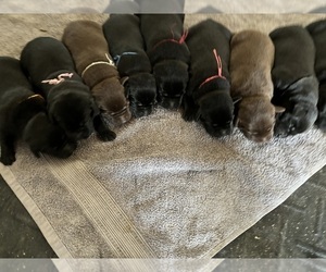 Labrador Retriever Litter for sale in HAWARDEN, IA, USA