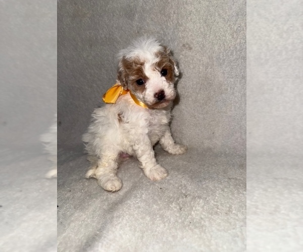 Medium Photo #37 Cavapoo (Miniature) Puppy For Sale in MUNFORDVILLE, KY, USA