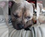 Small #4 American Staffordshire Terrier-Bulldog Mix