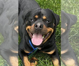 Rottweiler Dogs for adoption in Mooresville, NC, USA